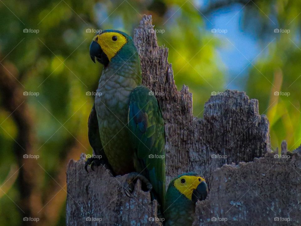 Casal de Maracanã admirando a vista do fim de tarde na entrada de seu ninho