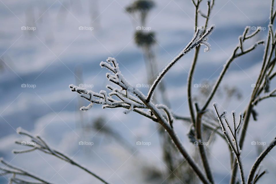 Snow branches