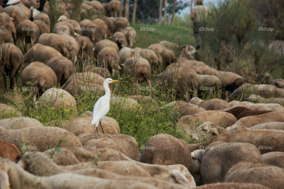 Symbiosis : Heron been carried by a sheep