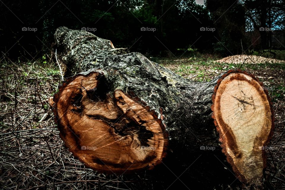 Scenic view of fallen tree trunk