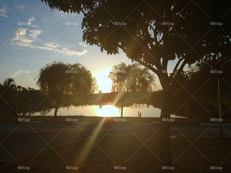 The tree watches the sun goes down