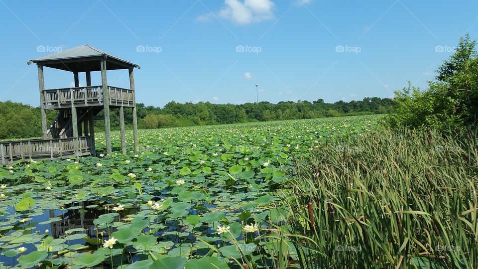 Towering over the lily pads at Cullinan Park