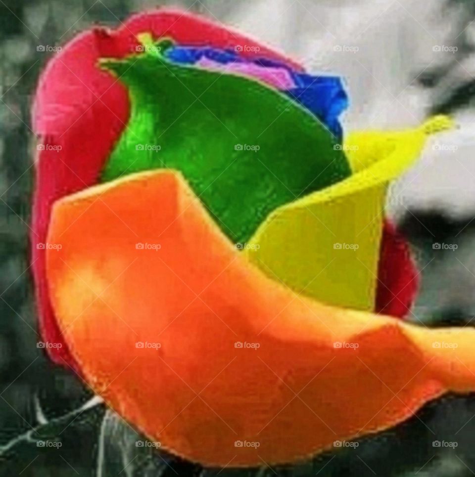 most beautiful and attractive flowers in the garden.