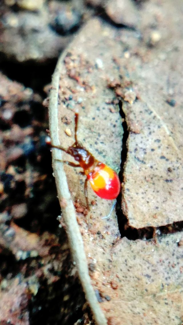 insect