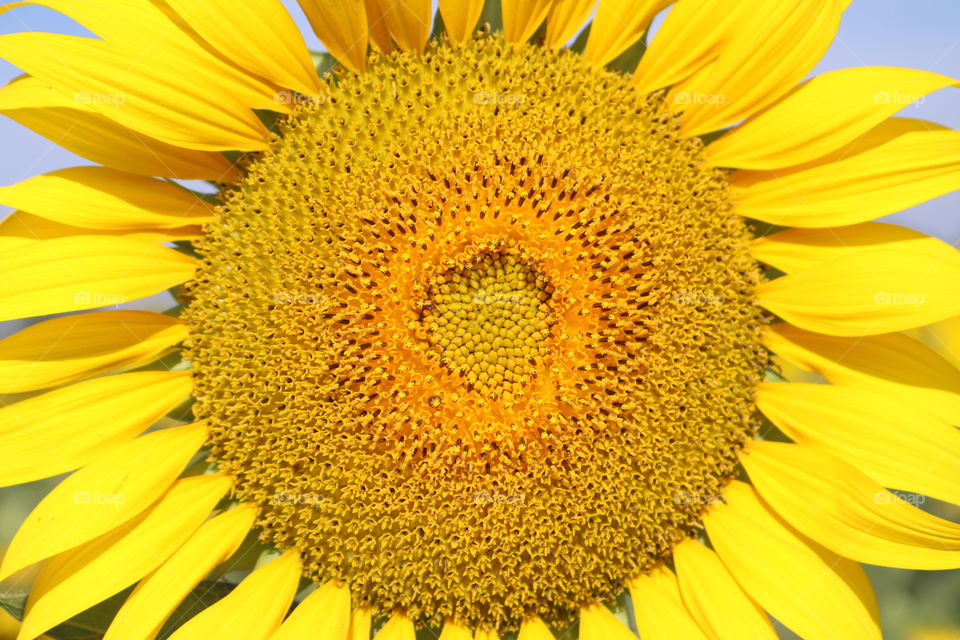 sunflower