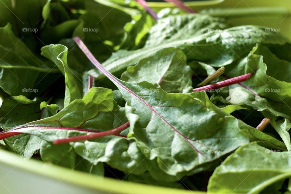 Low-angled view of garden-fresh mixed baby greens in green colander in natural light