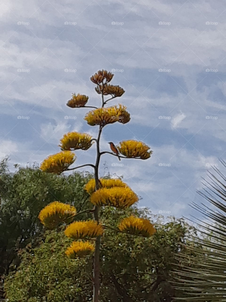 Oriole on a Cactus Flower
