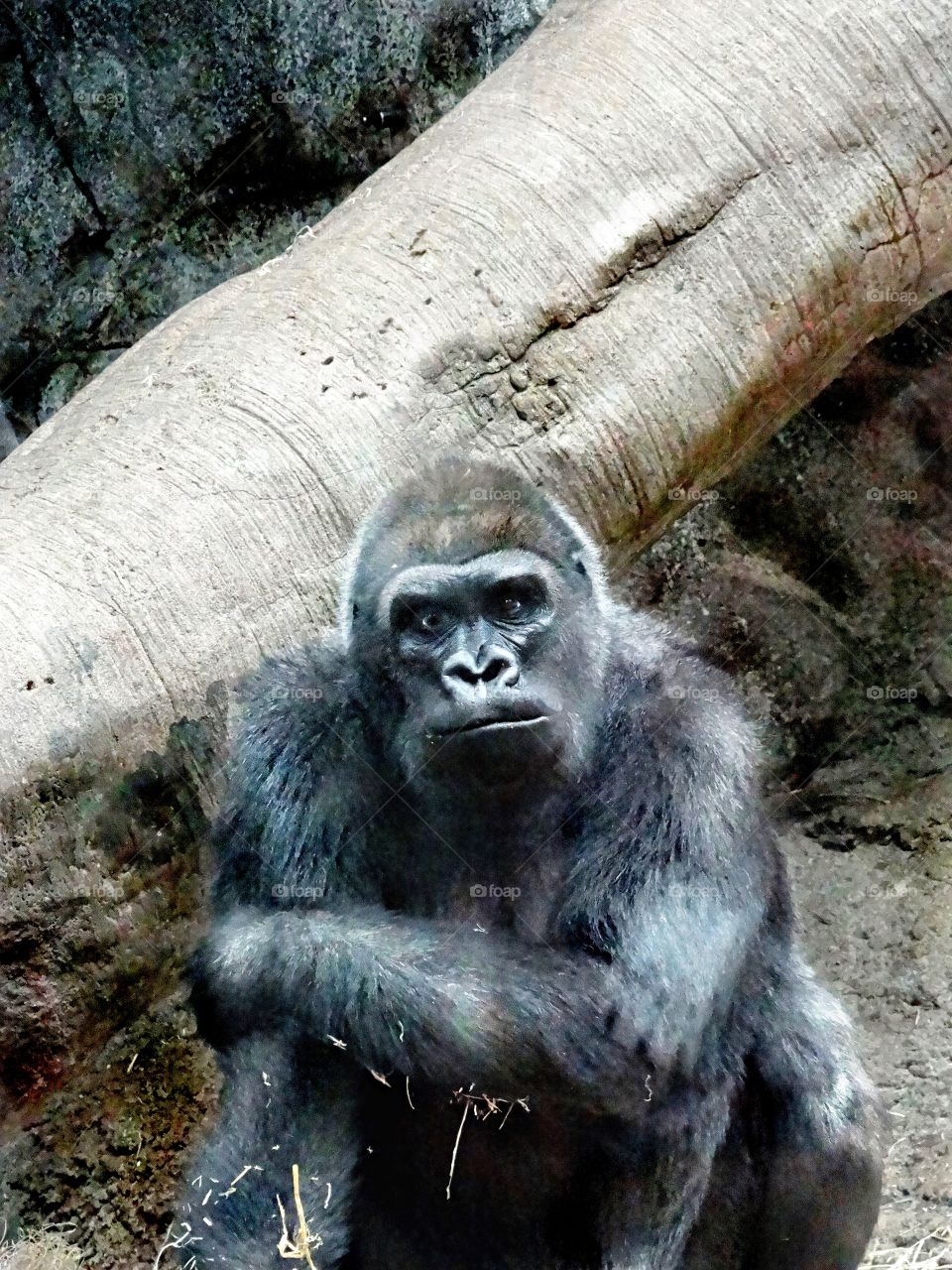 head gorilla in charge. the man of the gorilla family, sure does look intimidating! 