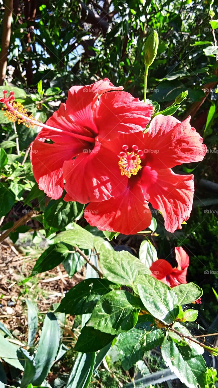 Chinese hibiscus, beautiful red flower🌺🌻🌹🌷
