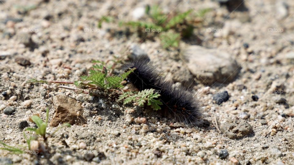 Close up a furry creature. 