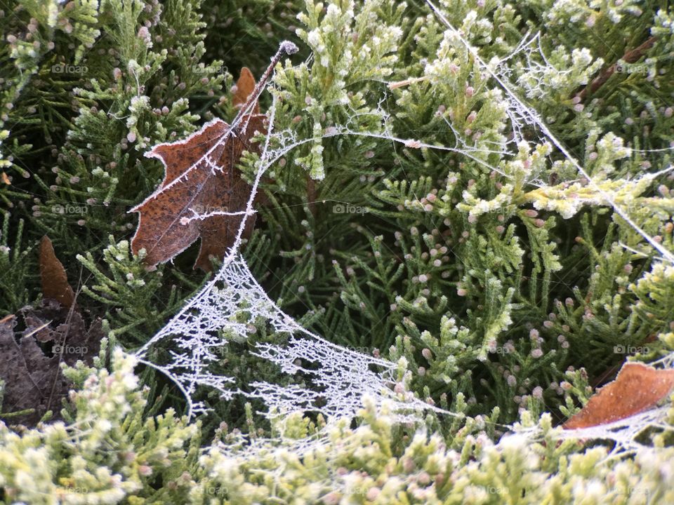 Frozen of spider web