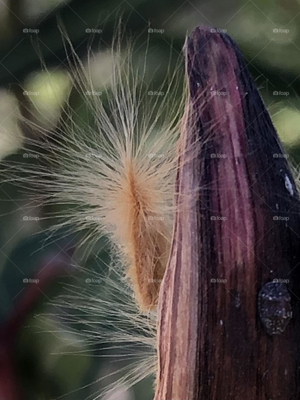 A fuzzy piece of pollen waiting to be released by the wind at the bay house in Texas! Couldn’t resist a closeup!!