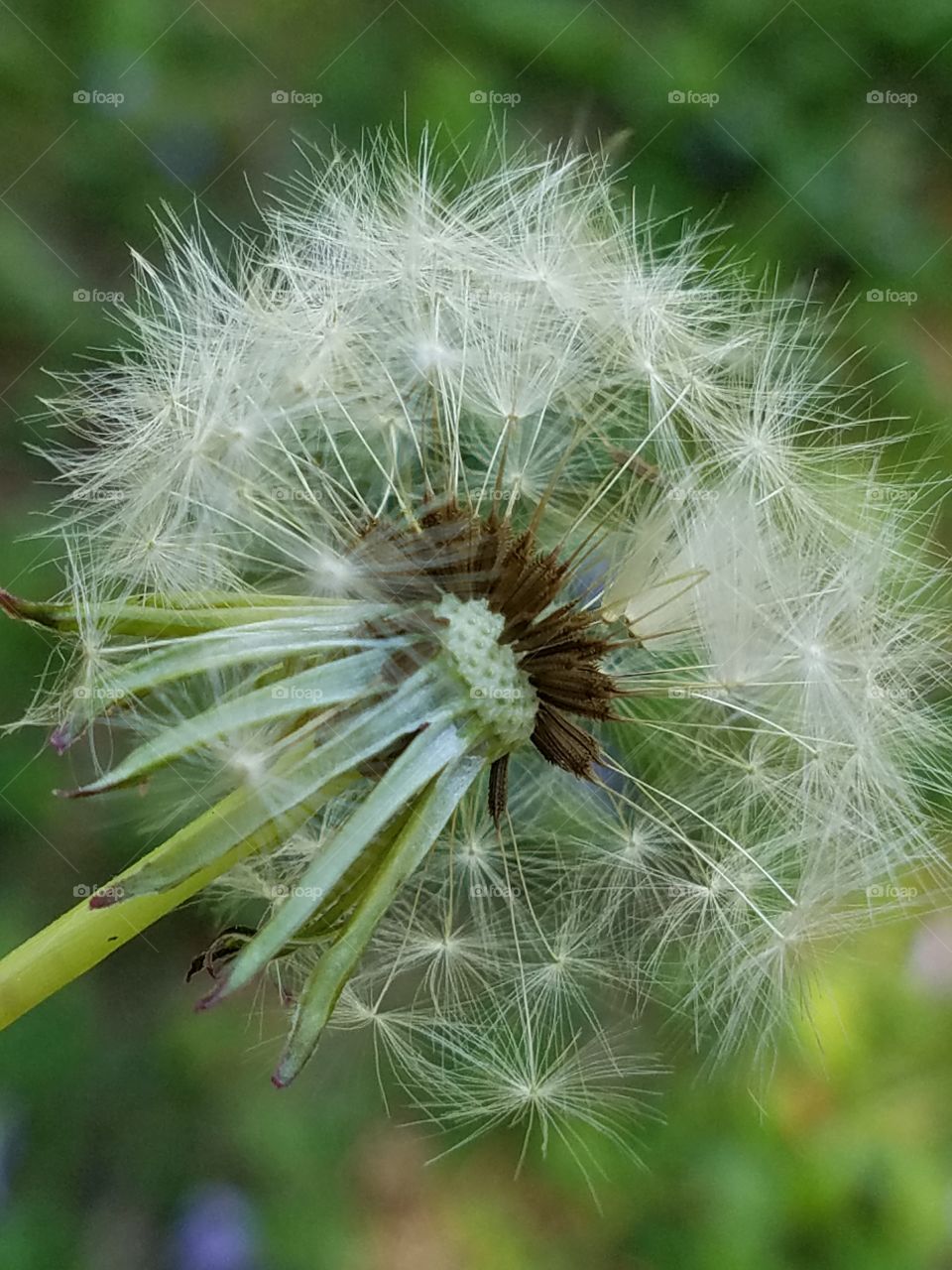 Dandelion