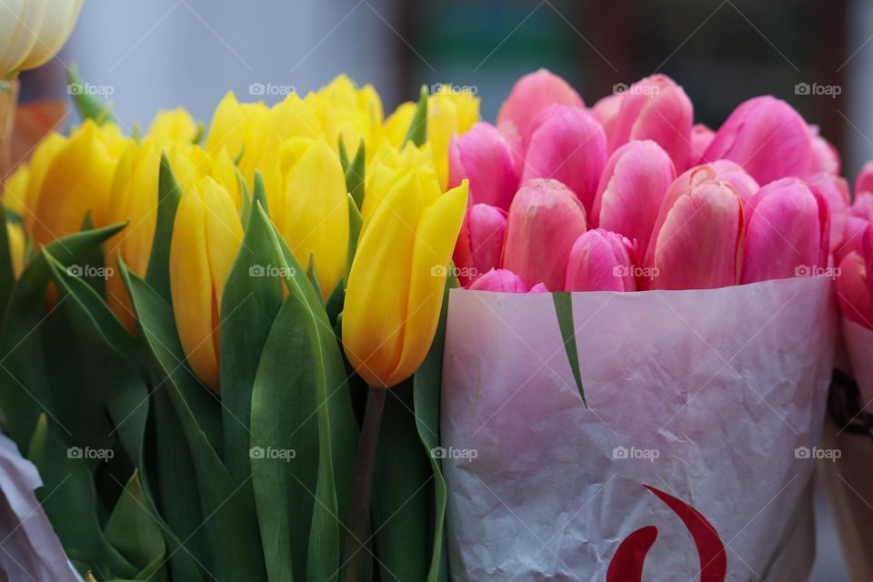 Bouquet of tulips