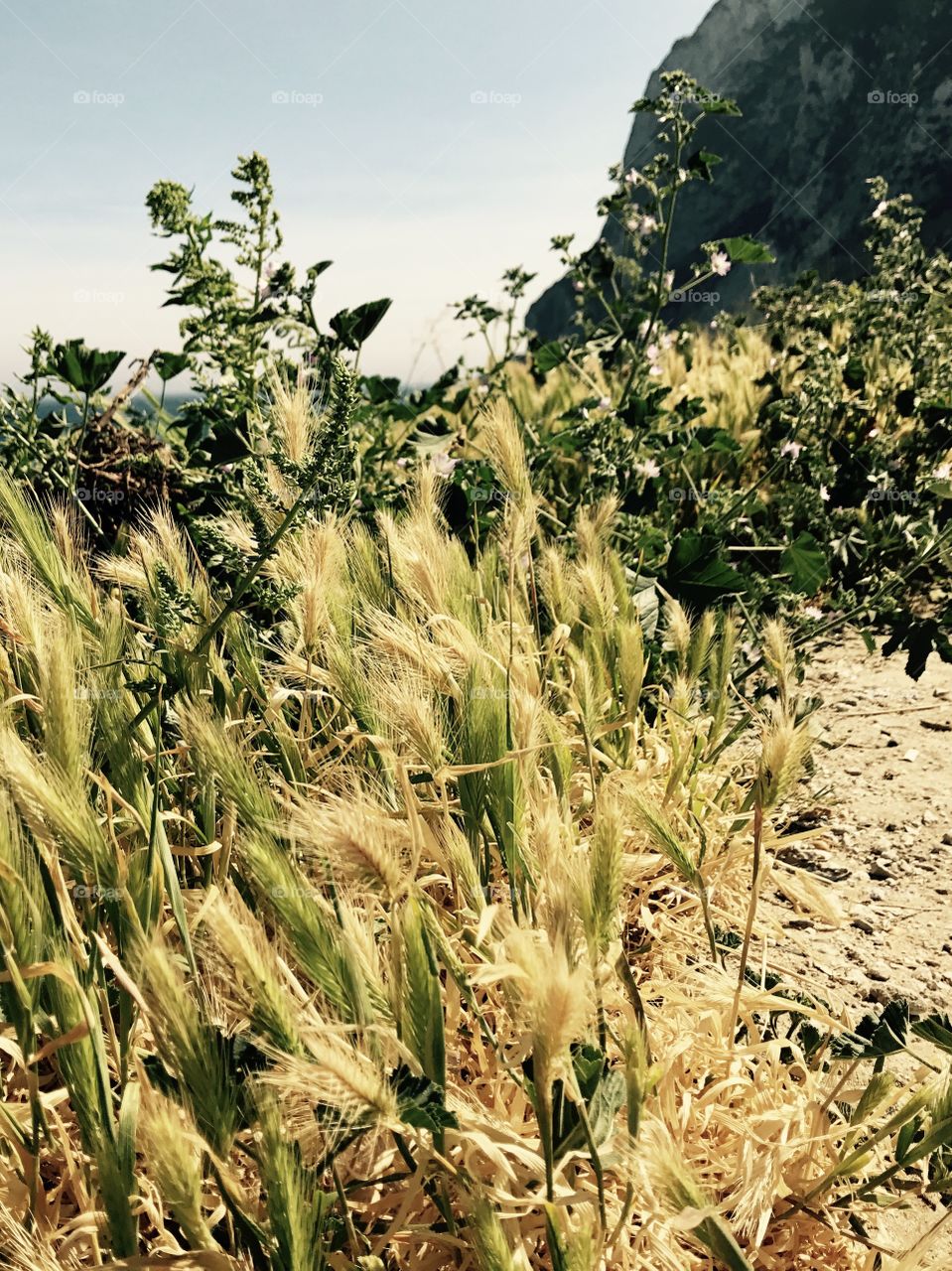 Grass,wheat,straw