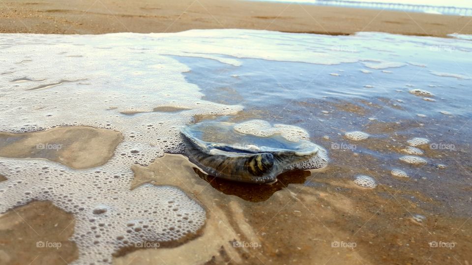 Shell being washed by the ocean.