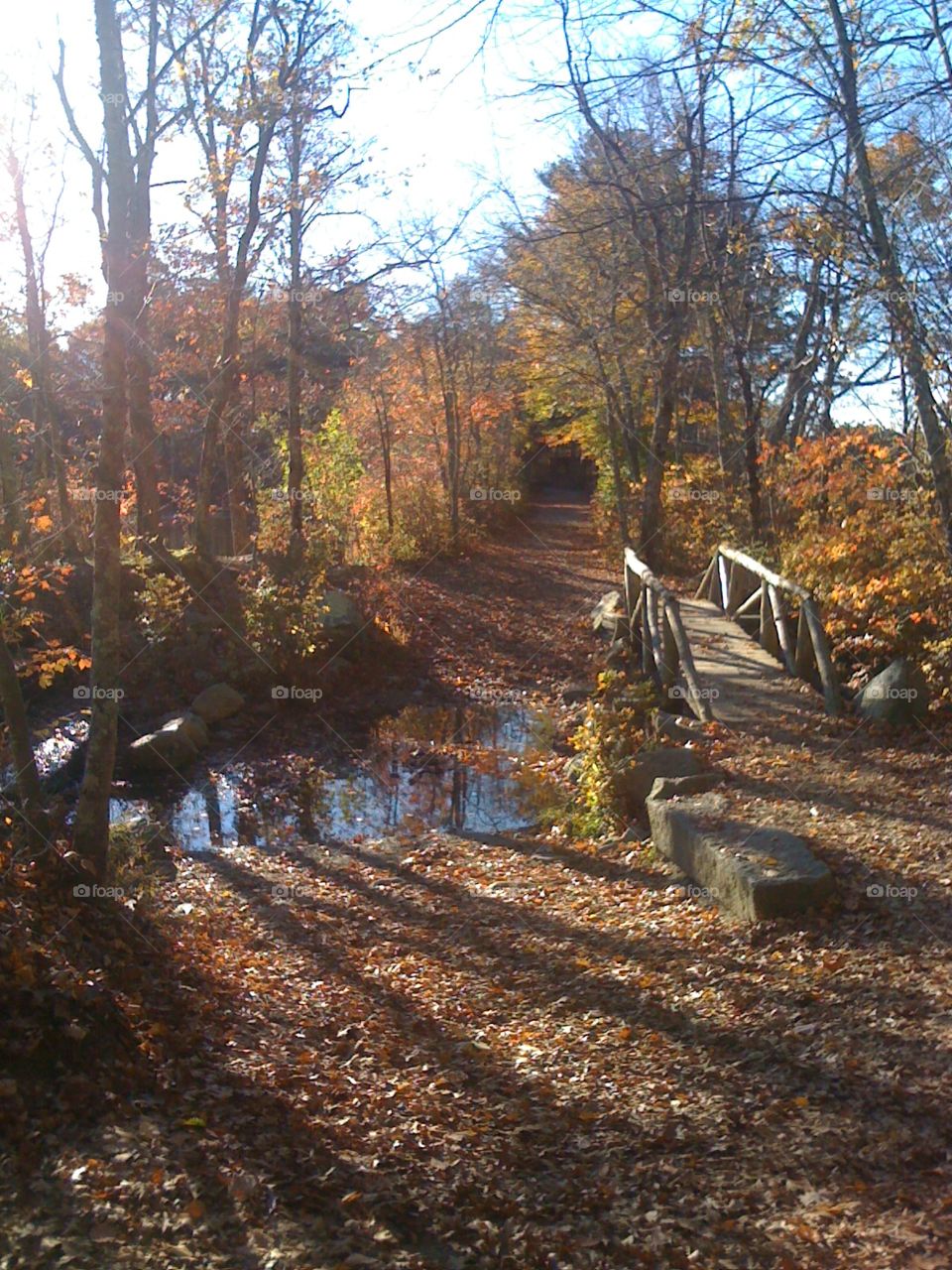 Autumn Trail Footbridge