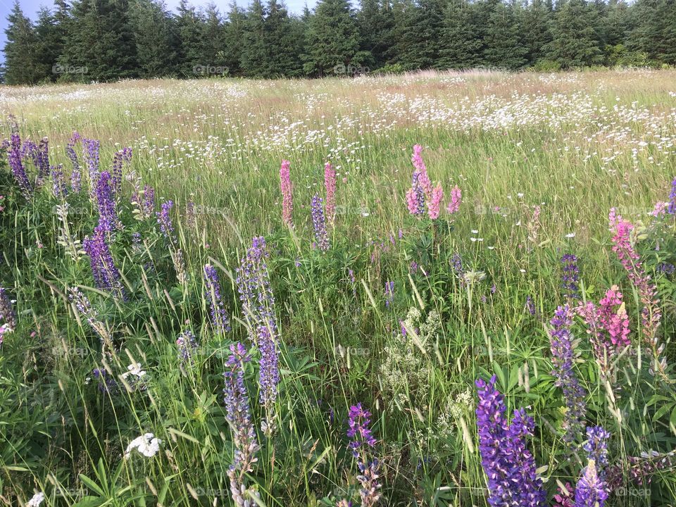 Wildflower meadow, Prince Edward Island