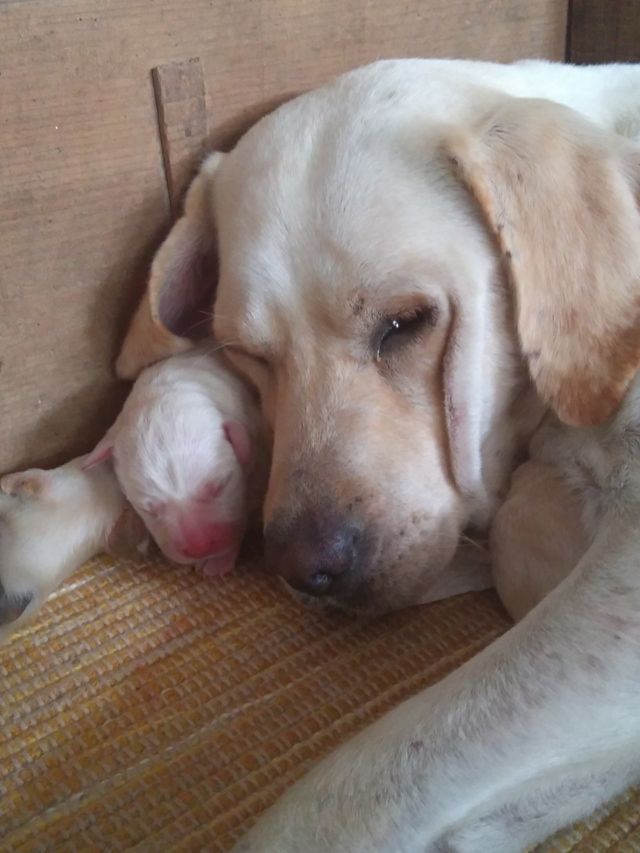 Mother's love