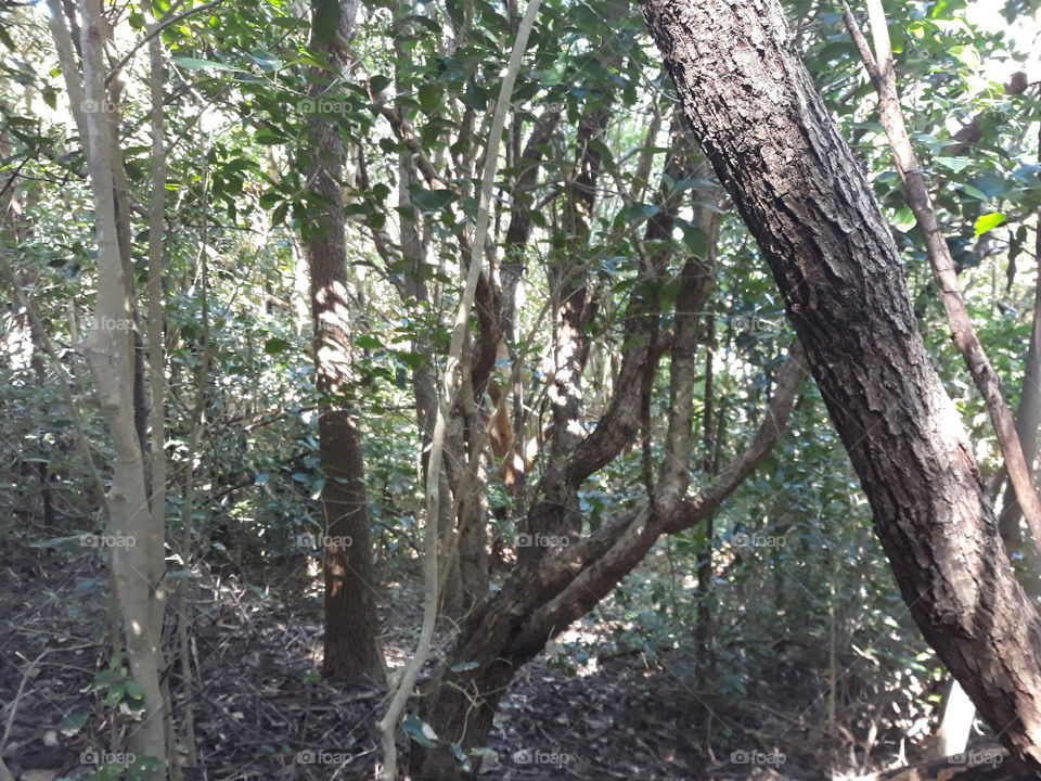 Trees around Tiritiri Matangi