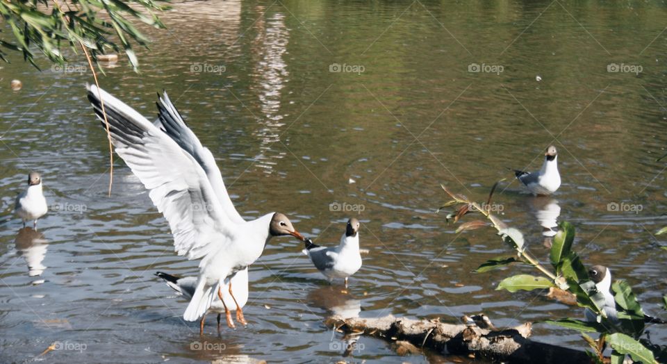 Black-headed seagulls in the pond