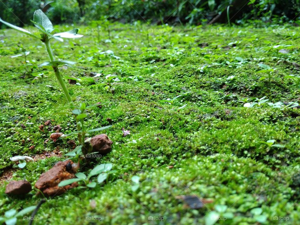 Small green plant