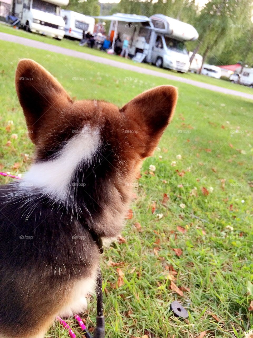 Little pups adventure. A little corgi puppy is watching people on a camping