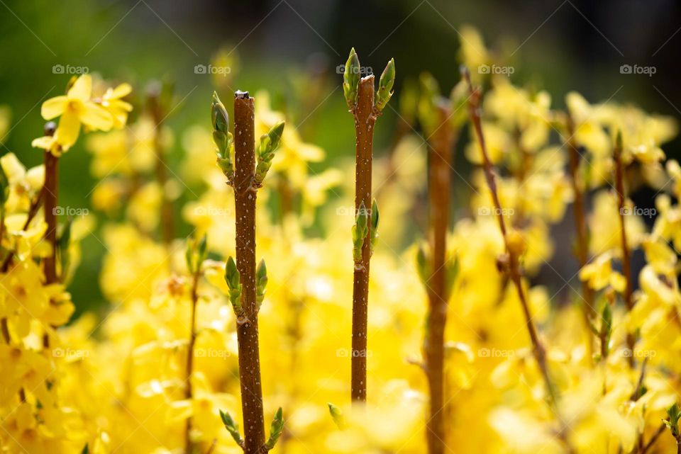 Yellow fields