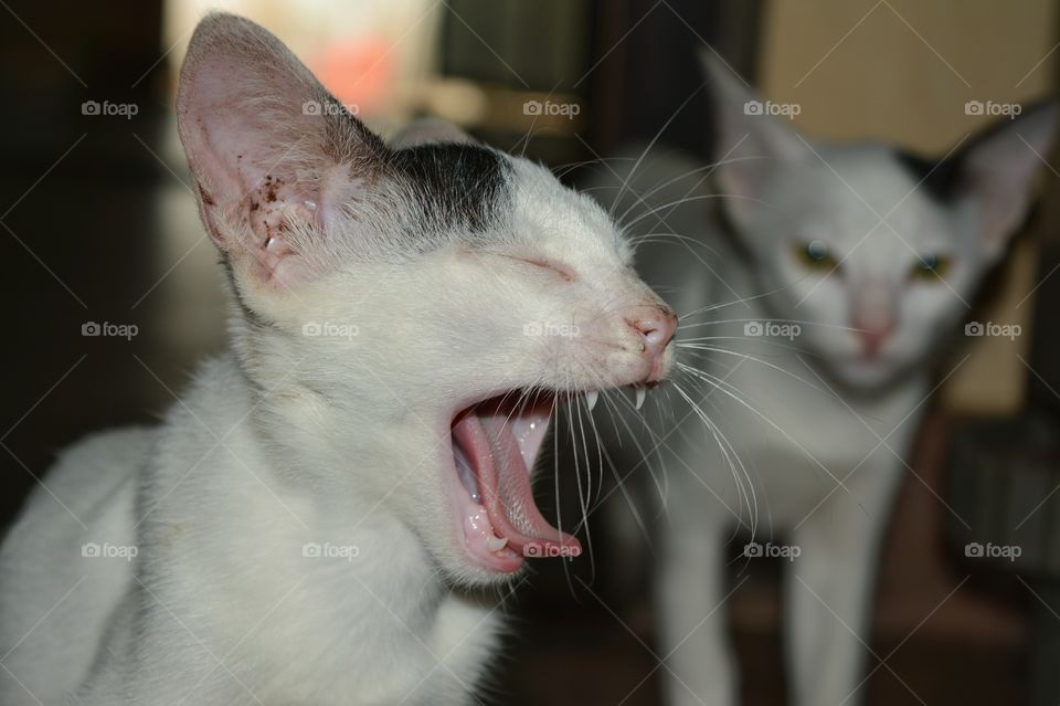 cutest pets in the world