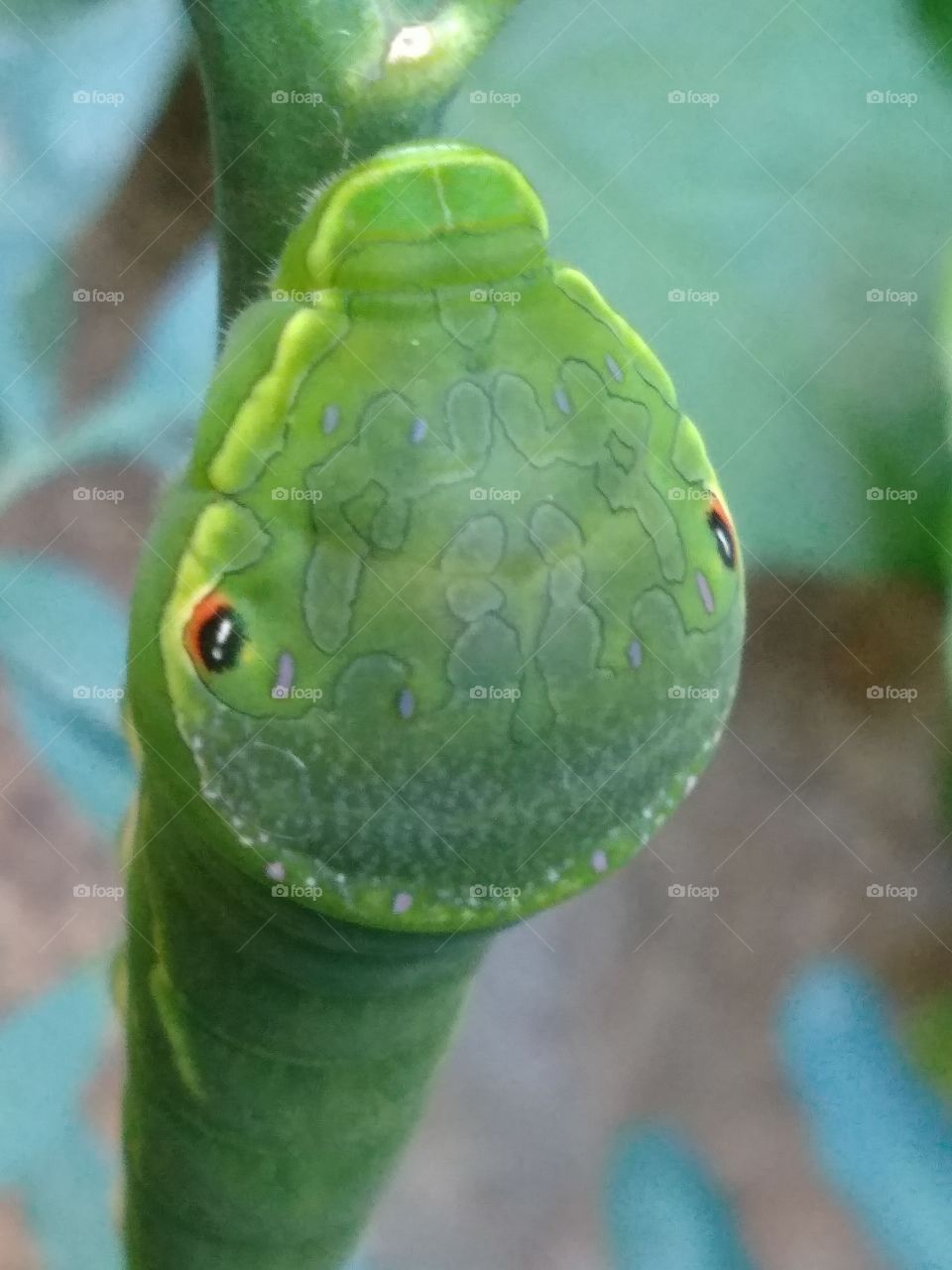 lagarta em meu jardim