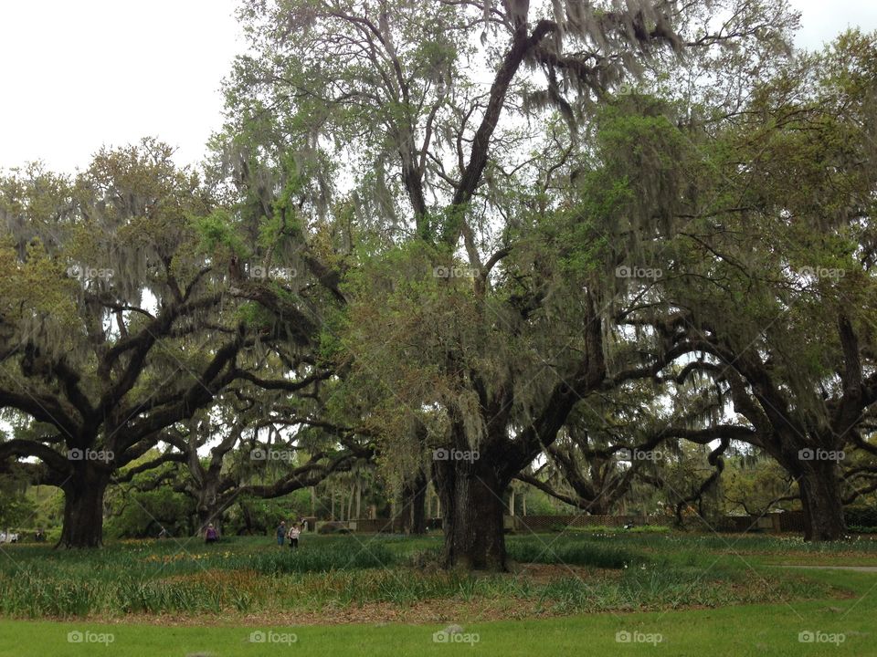 Live Oaks