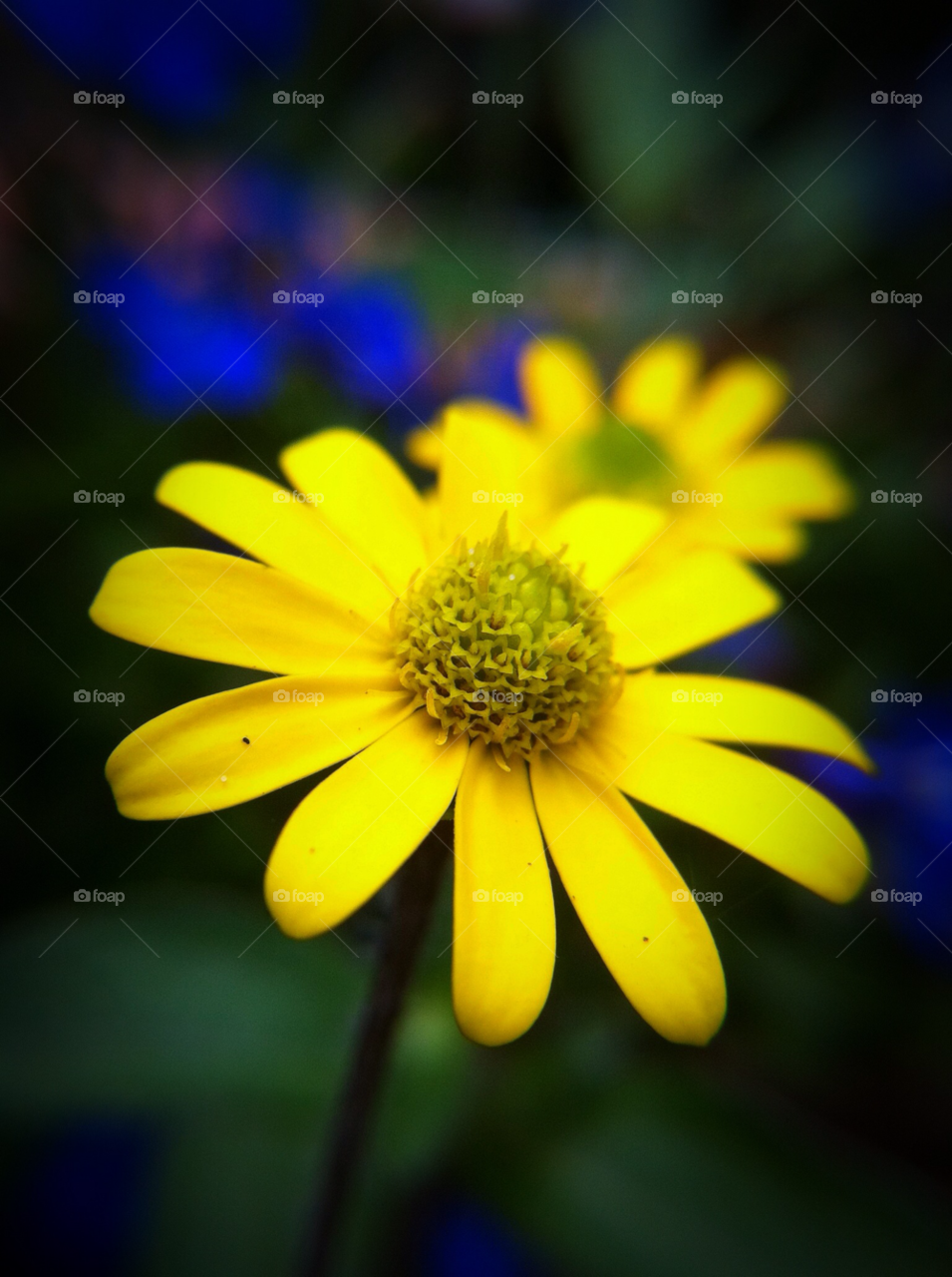 garden yellow flora nature by cyrano