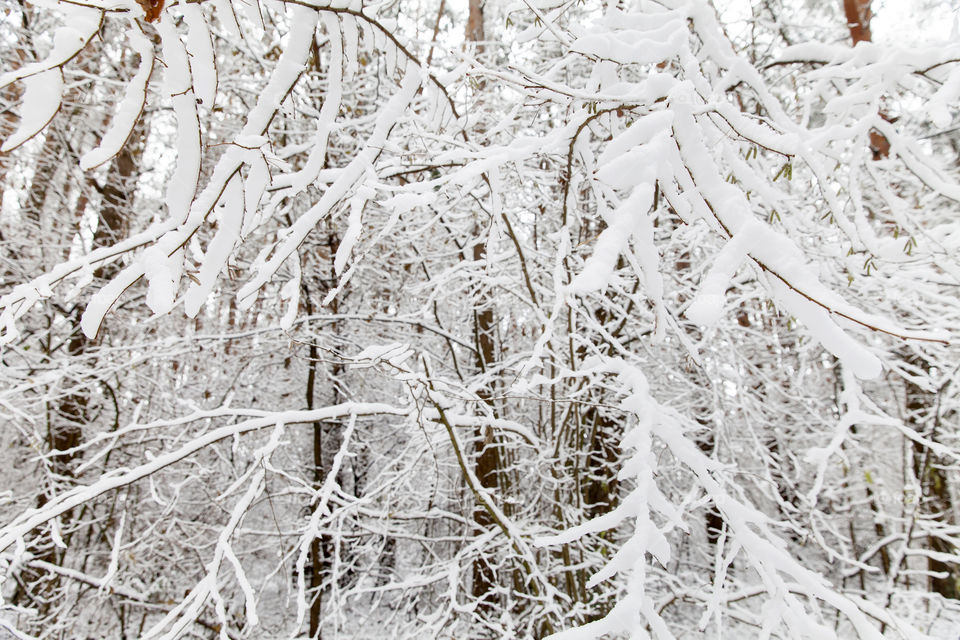 Winter forest