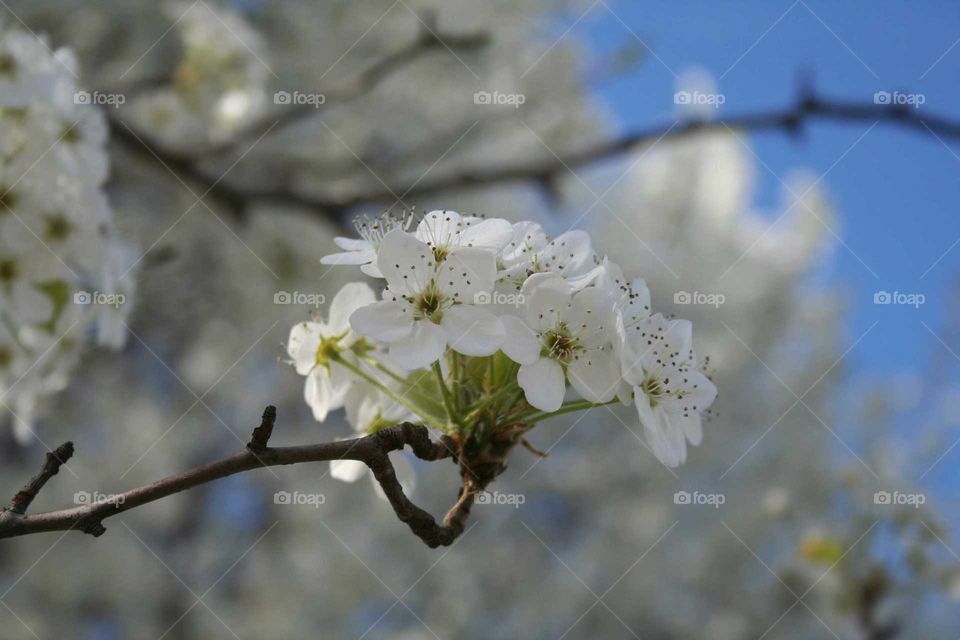 White blossoms on a tree.