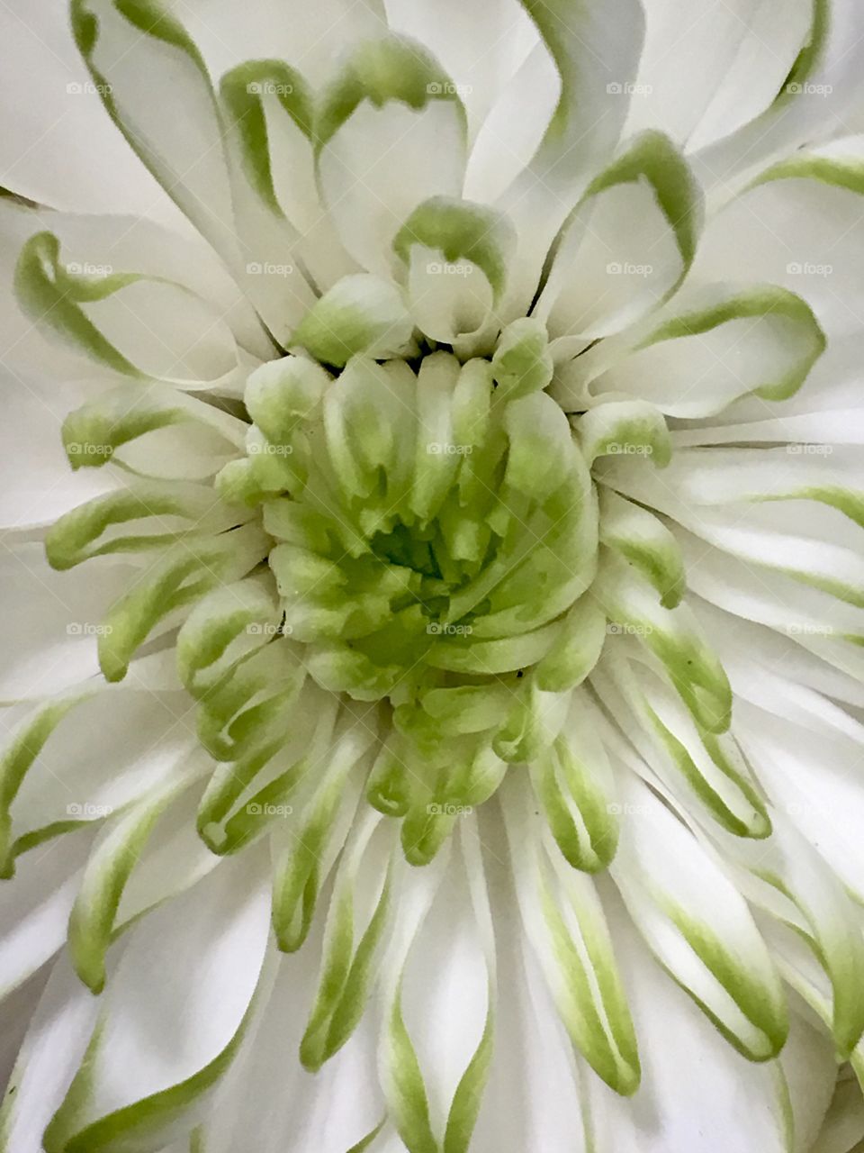 Green and White Flower