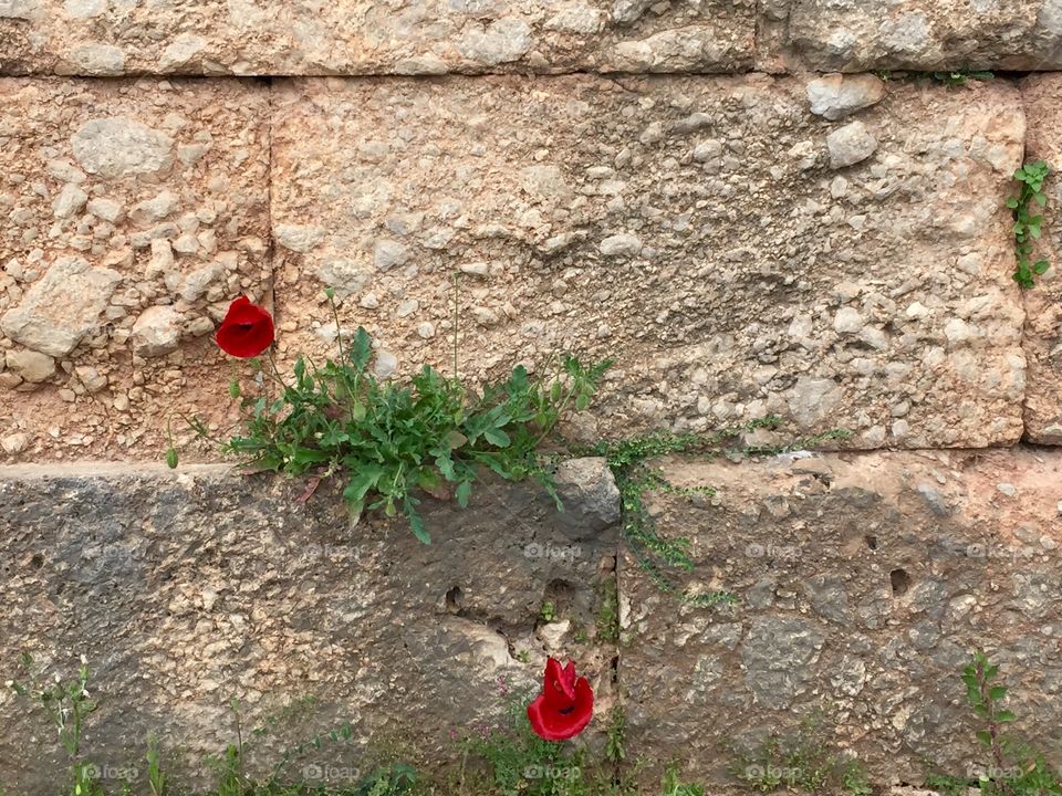 Flowers in the wall
