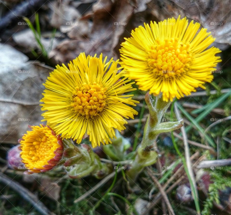 yellow flower. yellow 