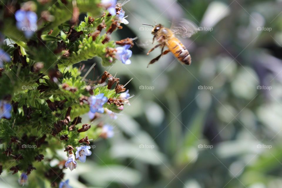 Bee in mid flight 