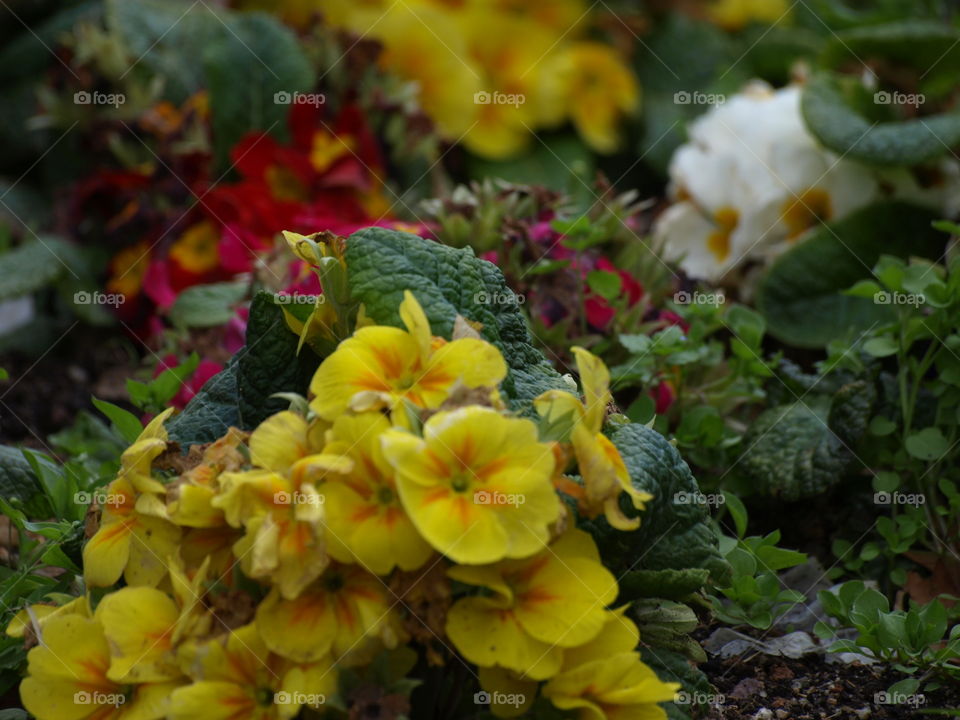 Multicolour Flowers