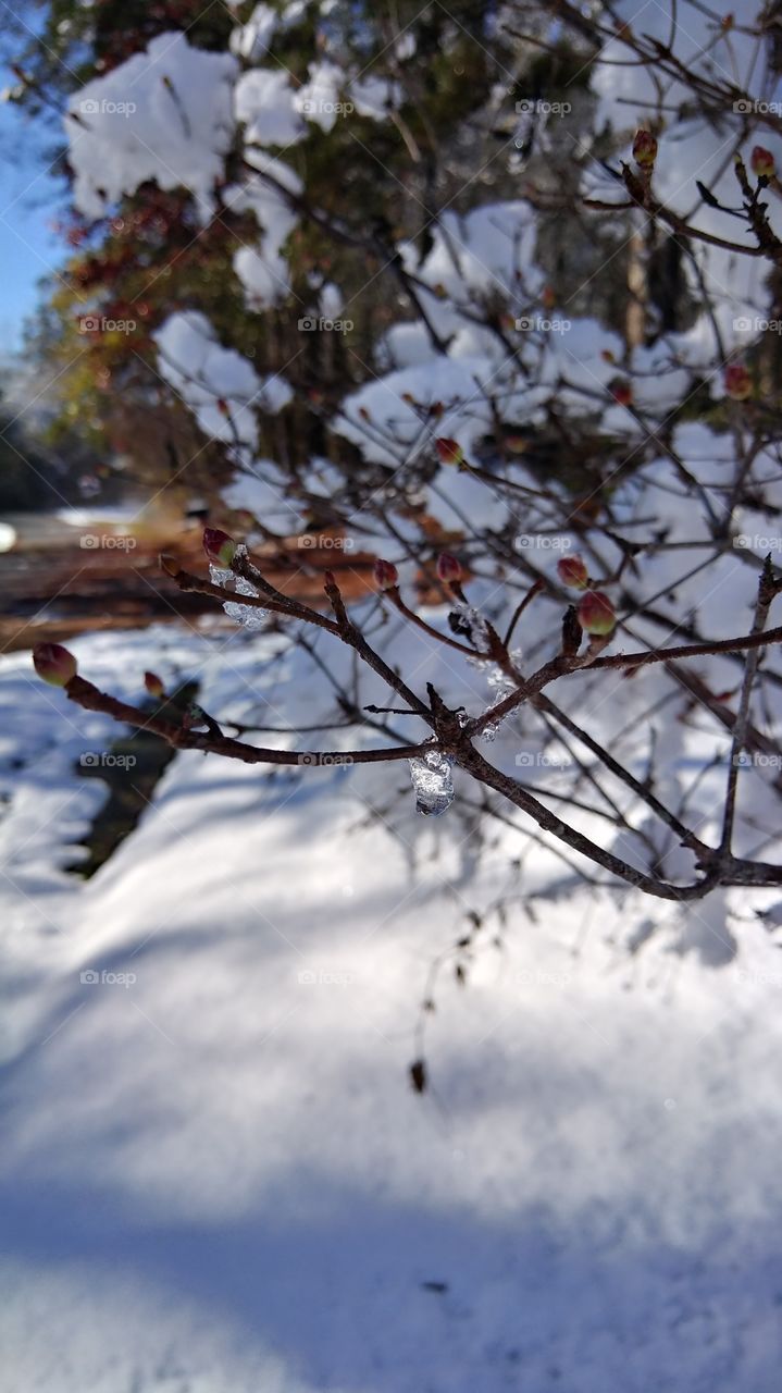 Tree, Winter, Snow, Branch, Landscape