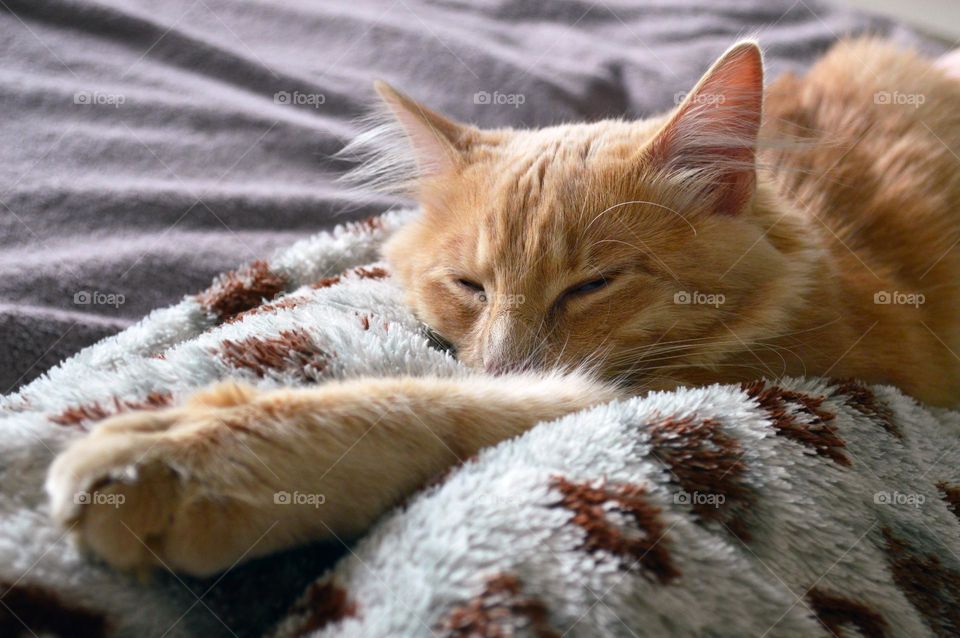 A red cat sleeps on a person's legs