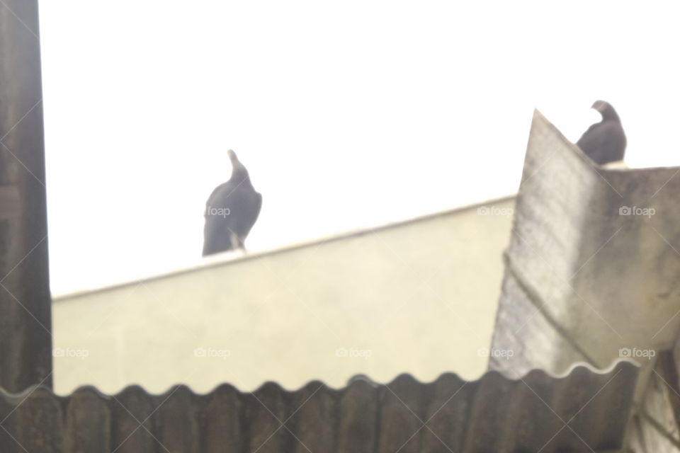 No Person, Bird, Daylight, Pigeon, City