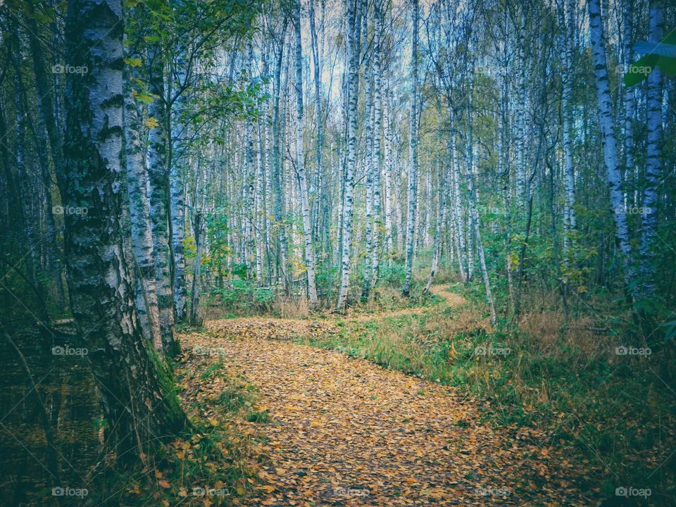 Birch forest