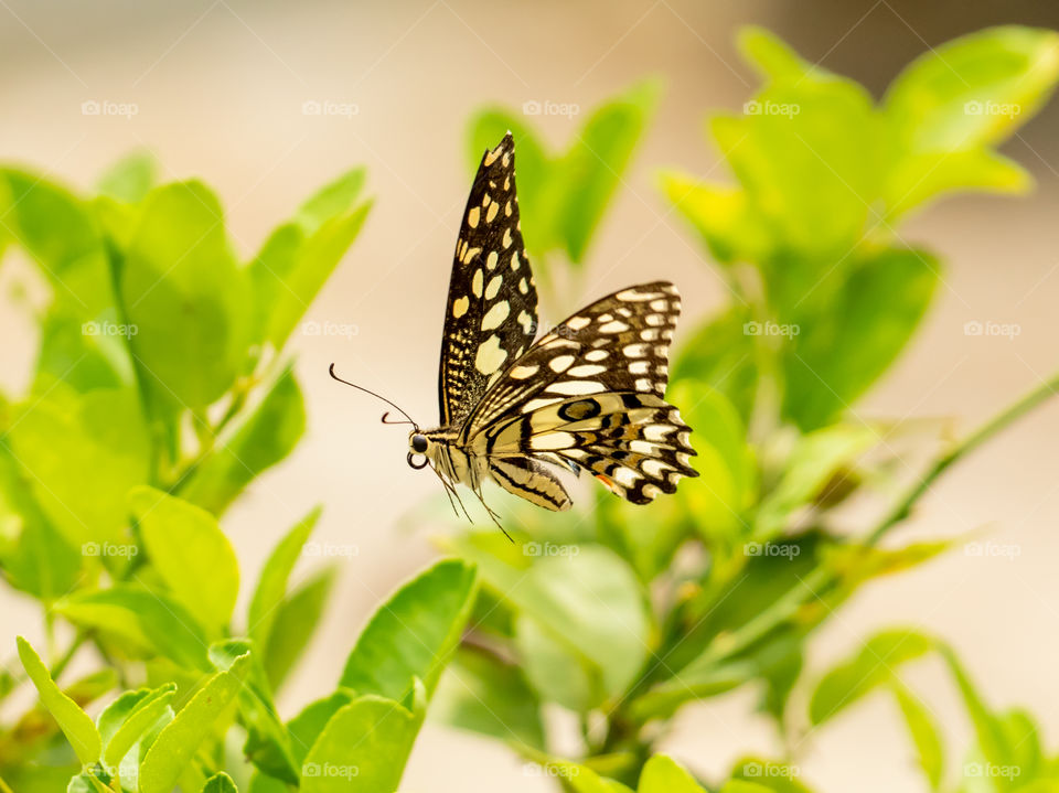 Beautiful Butterfly 🦋