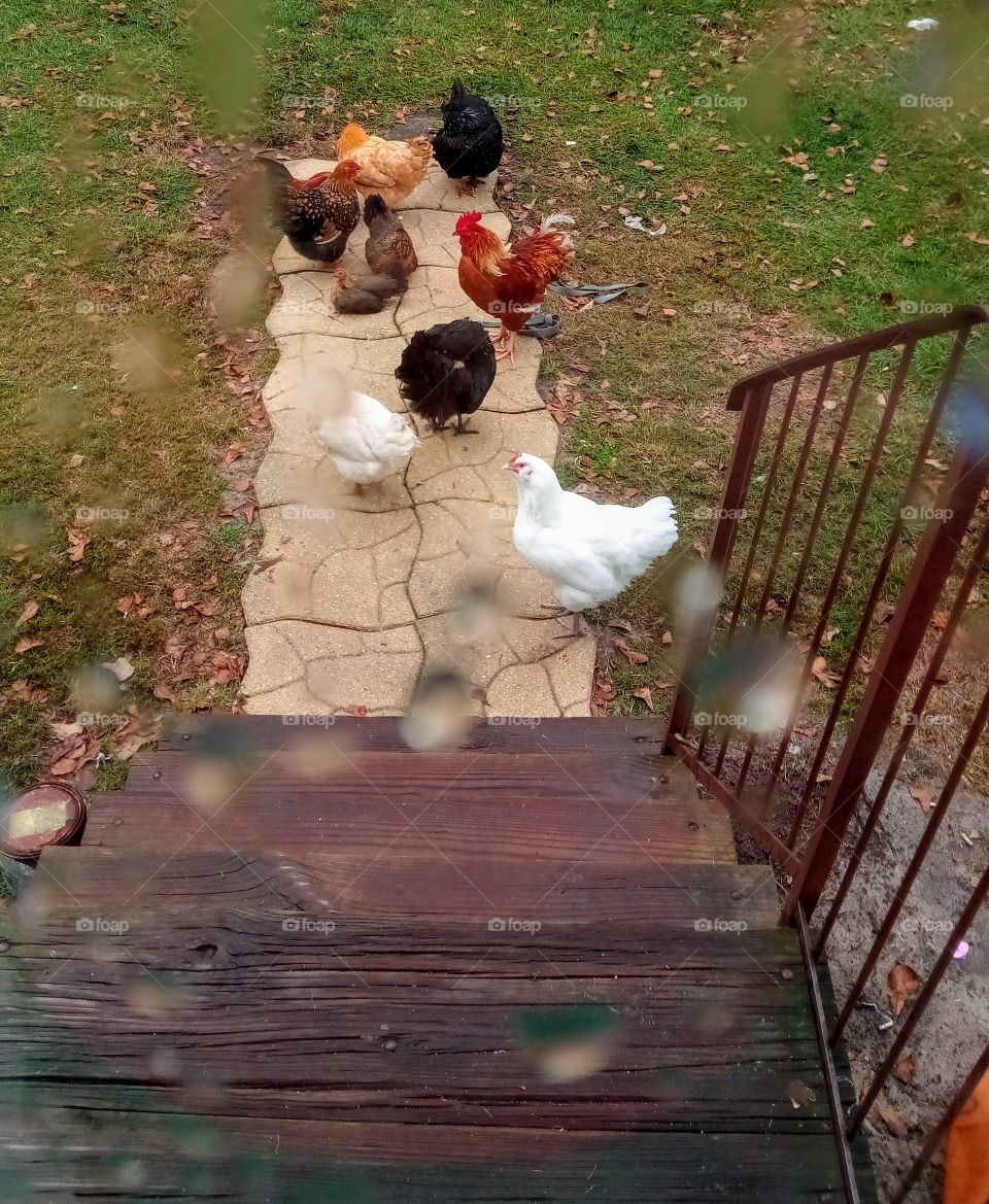 ~Chickens At The Door~