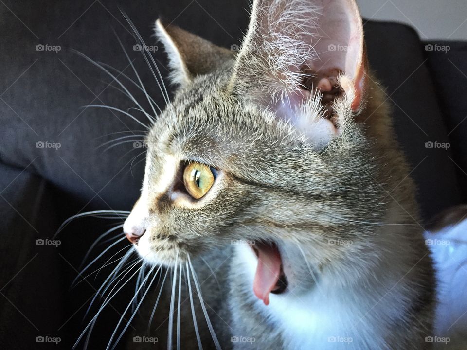 Close-up of a cat yawning