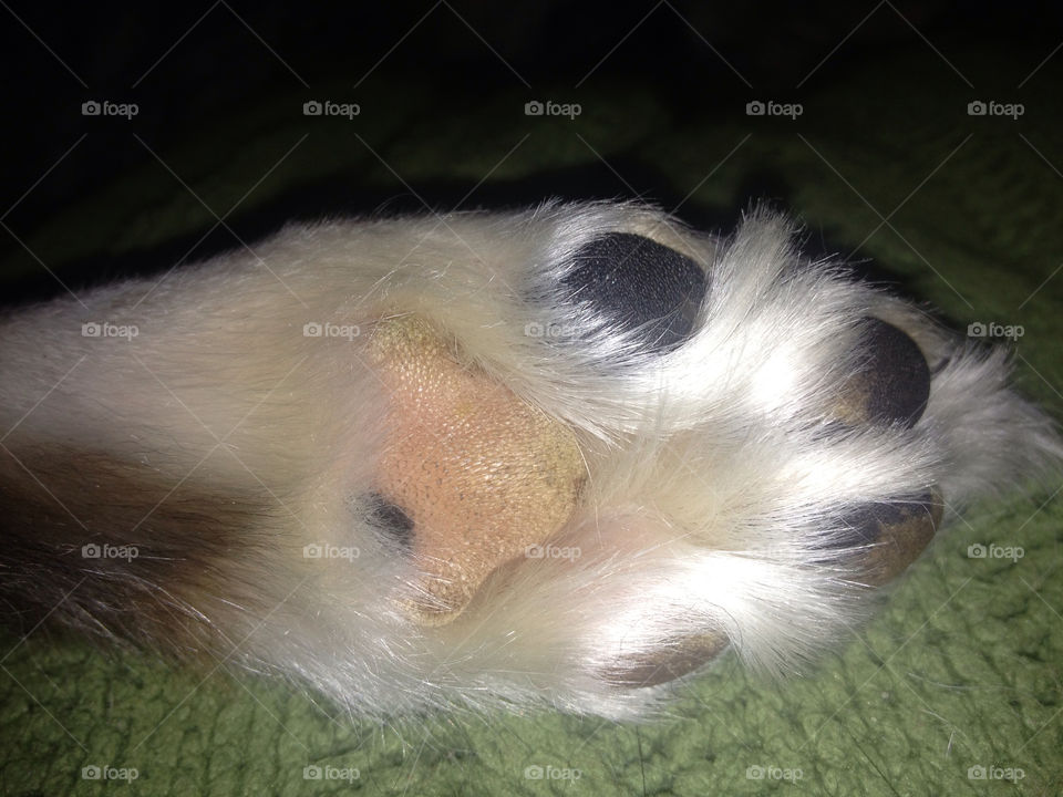 dog animal puppy foot by vickikl3