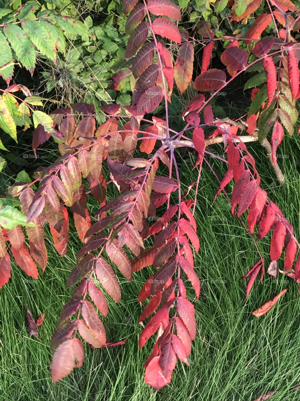 Red leaves of poison sumac