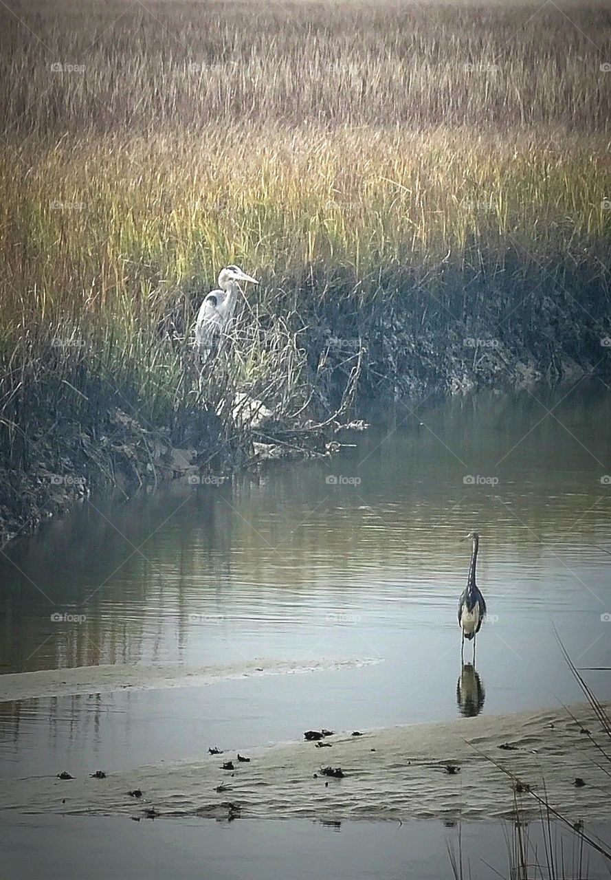 foap mission: Egret and Heron searching for lunch on the Salt Marsh and Bird Sanctuary