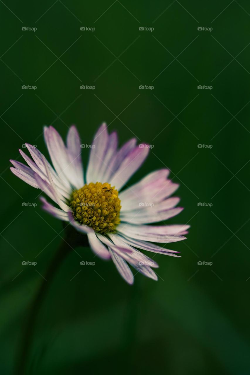 white daisy 